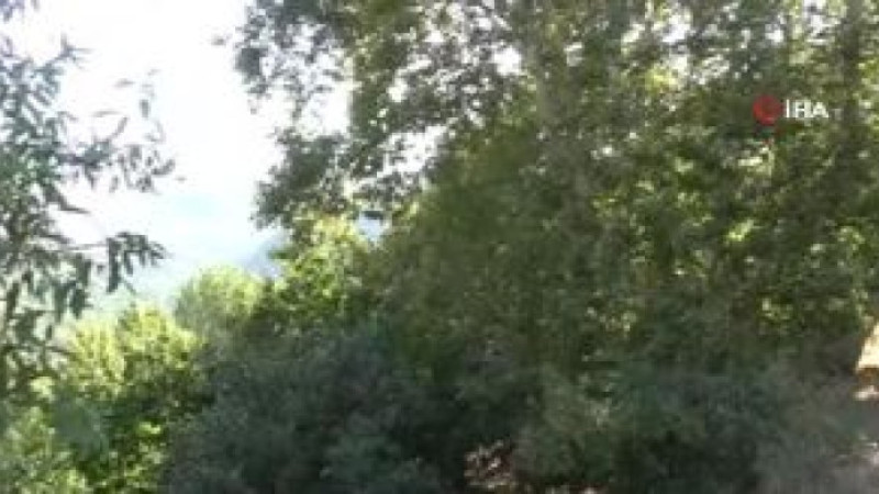 500 yıllık anıt ağacın levhasına sehven 100 yaşında olduğu yazıldı