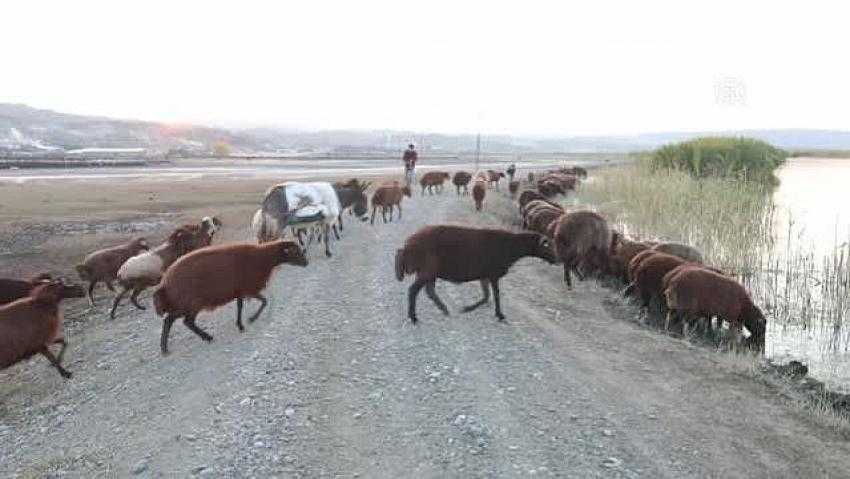 Ağrı Dağı'ndaki küçükbaş hayvanların suya kavuşma anı kameraya yansıdı