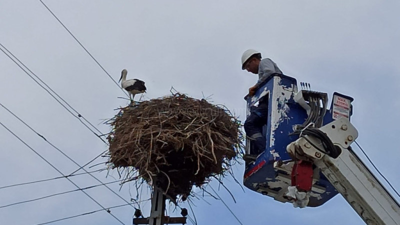 ARAS EDAŞ EKİPLERİ YAVRU LEYLEĞİ KURTARDI