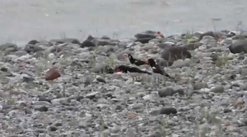 Aras Nehri poyraz kuşları ile cıvıl cıvıl