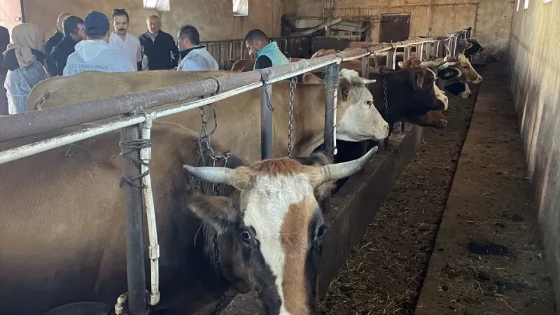 Ardahan'da Büyükbaş Hayvanların Sonbahar Şap Aşılama Programı Başladı