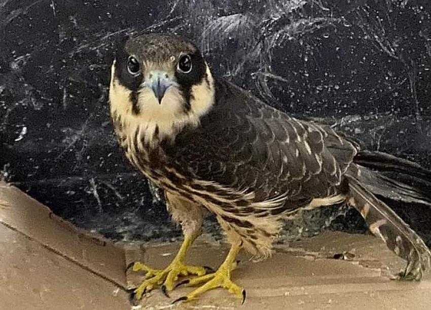 Ateşli silahla vurulan Delice Doğan tedavi altına alındı