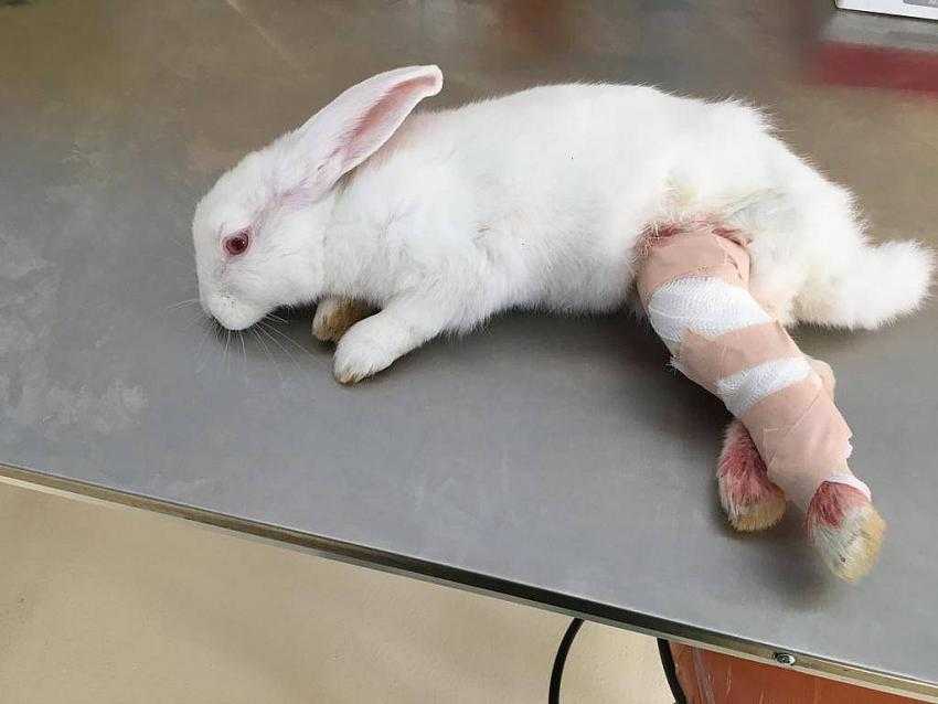 Ayağı Kırık Tavşan Hayvan Hastanesinde Ameliyat Edildi