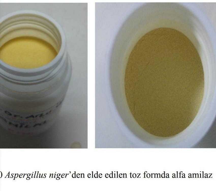 Doç. Dr. Arzu Ünal Tarafından Üretilen Endüstriyel Enzim Patent Başvurusuna Layık Görüldü