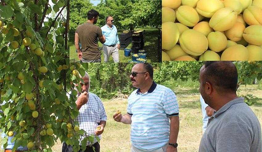 DÜNYACA ÜNLÜ IĞDIR KAYISISI HASADI DEVAM EDİYOR