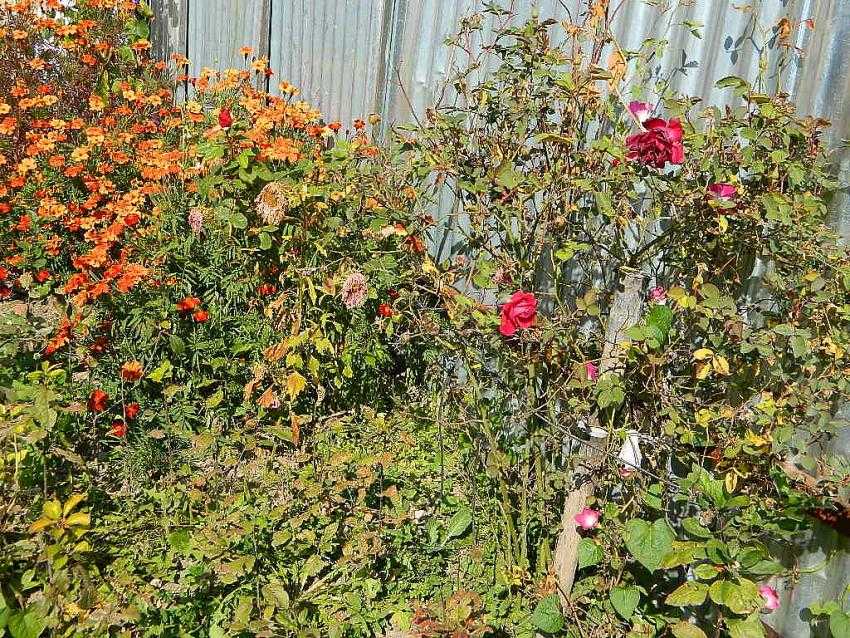 Emekli Öğretmenin Doğa Aşkı