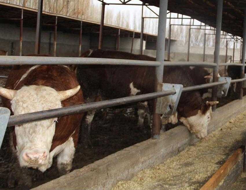 Hayvan tespit ve aşılama çalışmaları devam ediyor