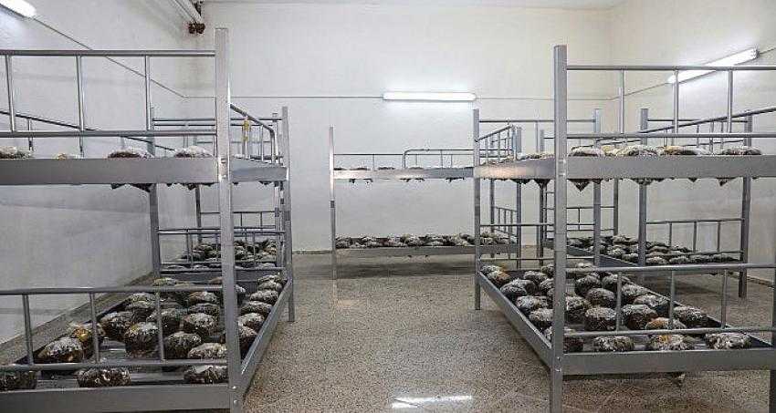 IĞDIR ÜNİVERSİTESİ'NDE MANTAR ÜRETİMİ BAŞLANDI