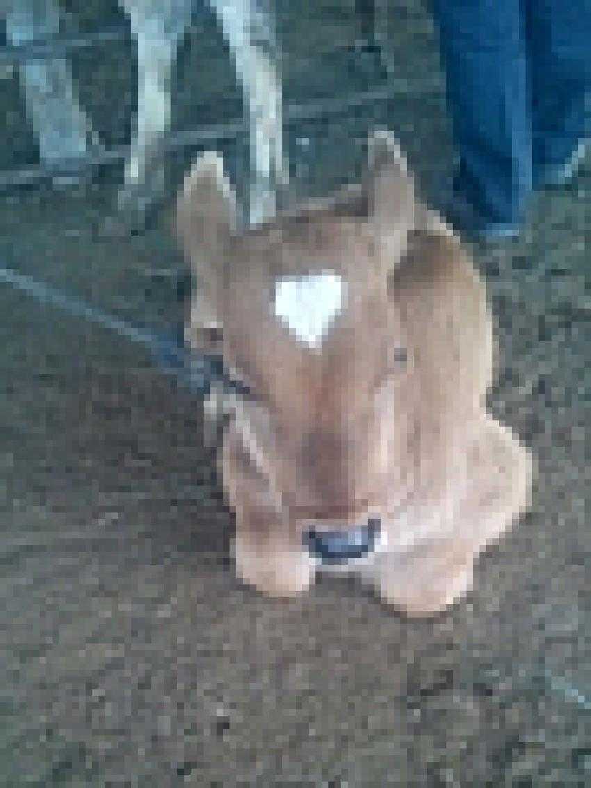 Iğdır’da koronavirüse karşı tedbir amaçlı olarak hayvan pazarı kapatıldı