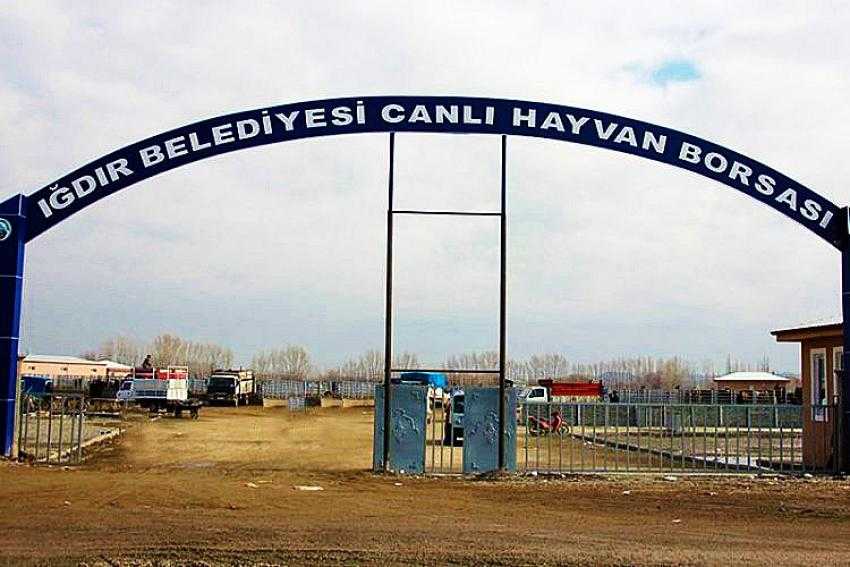Iğdır’da Şap hastalığı paniği, ‘Canlı Hayvan Borsası’ kapatıldı