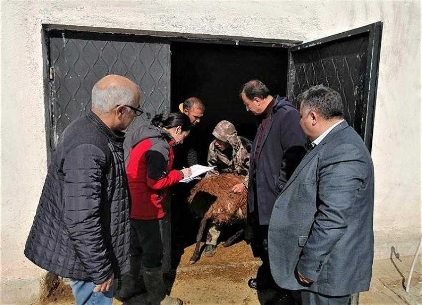 Iğdır’daki küçükbaş hayvan tespiti yapılıyor
