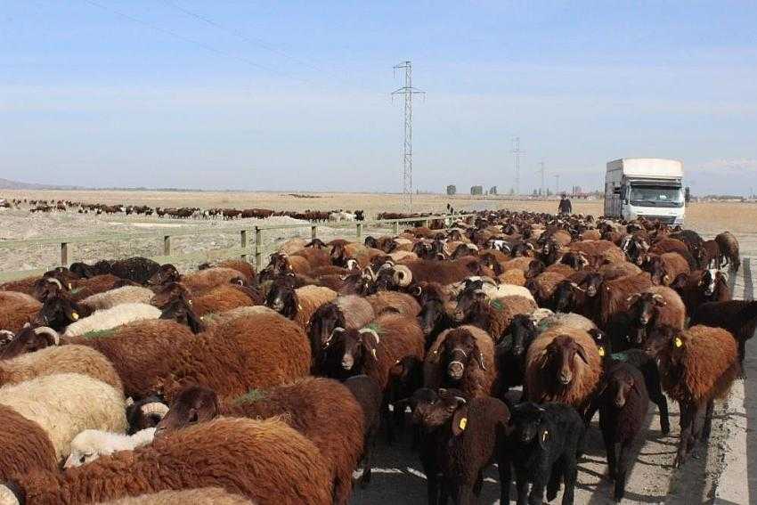 Iğdırlı besiciler Ağrı Dağı’nın yolunu tuttu
