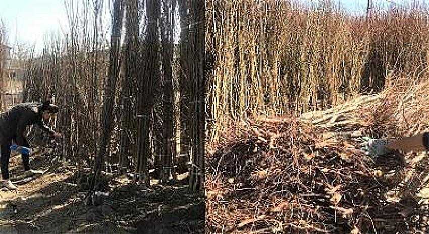 İL TARIM VE ORMAN MÜDÜRLÜĞÜ TEKNİK EKİPLERİ TARAFINDAN FİDAN SATIŞ YERLERİ DENETLENİYOR