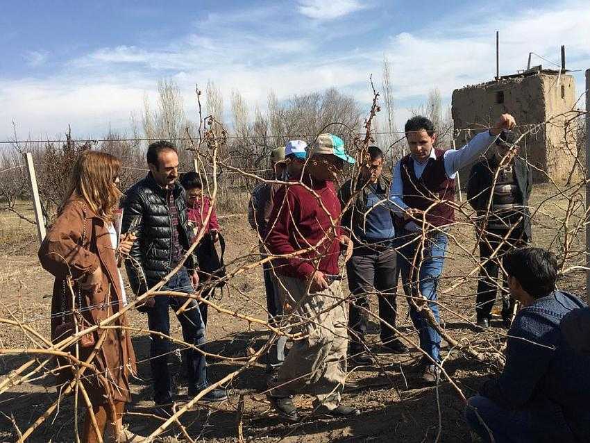 İL TARIM VE ORMAN MÜDÜRLÜĞÜNCE ÇİFTÇİLERE BAĞ BUDAMA TEKNİKLERİ EĞİTİMİ VERİLDİ