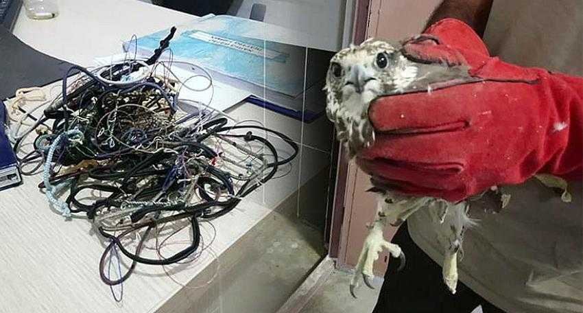 Kaçak Avcılar Suçüstü Yakalandı