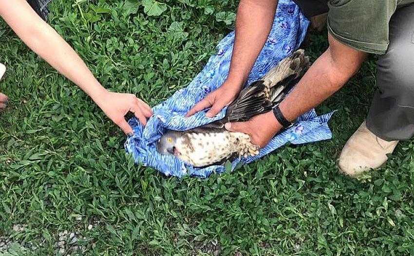 Kargaların saldırısına uğrayan Şahin