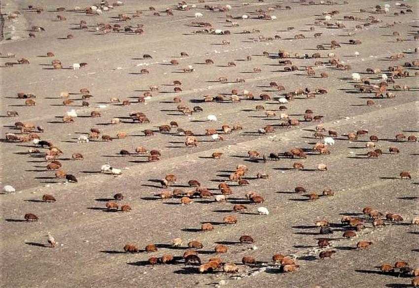 Kars'tan Iğdır'a Göçerlerin Zorlu Yolculuğu Sürüyor