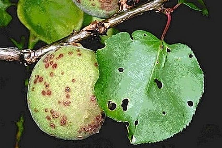 KAYSIDA ÇİL HASTALIĞI İLE MÜCADELE