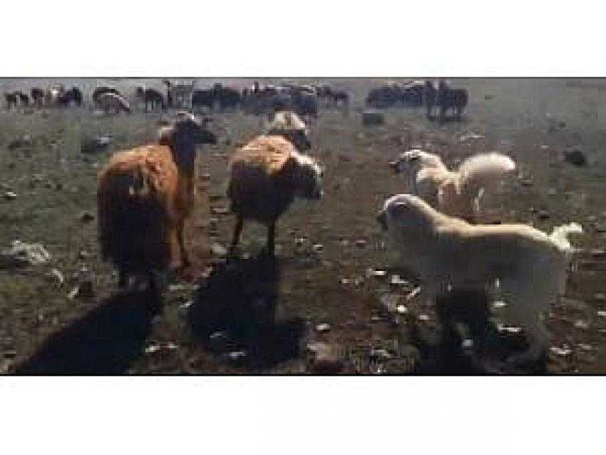 Koçların Kavgasını Çoban Köpekleri Ayırdı