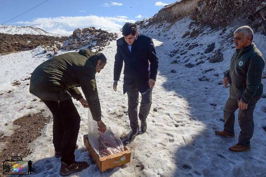 KURTLARIN ÜNİVERSİTE YERLEŞKESİNE İNMESİNİN ÖNÜNE GEÇMEK İÇİN AĞRI DAĞI ETEKLERİNE YEM BIRAKILDI