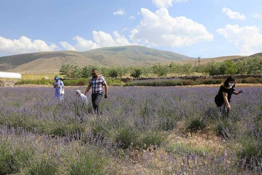 Lavanta Çayı Etkinliği Gerçekleştirildi