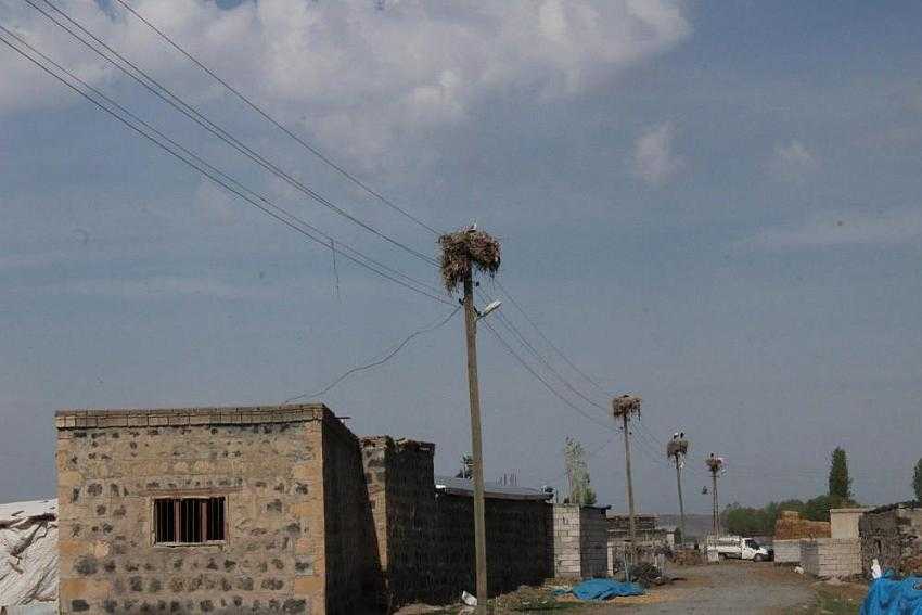 Leylekler bu köyü mesken edindi