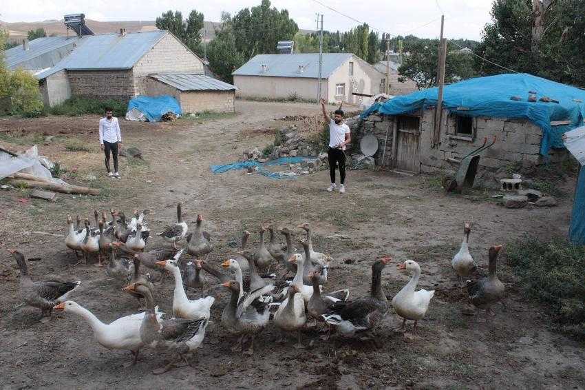Pandemi döneminde biriktirdiği burs parası ile kaz yetiştiriciliğine başladı