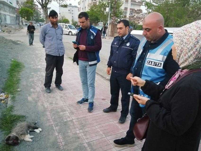 SAHİPSİZ SOKAK HAYVANLARI, VİCDANSIZ İNSANLAR.