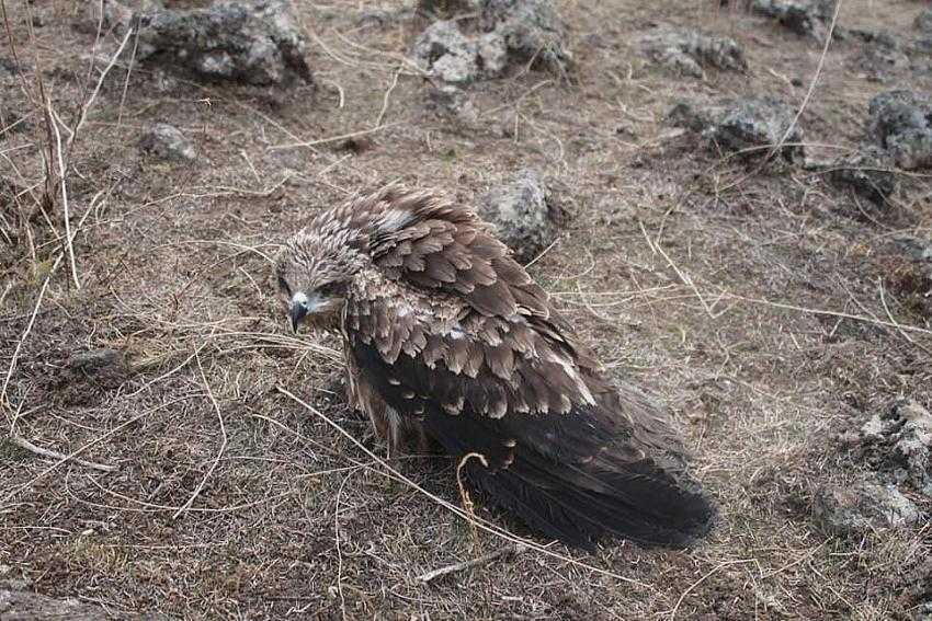Tedavi Edilen Atmaca Doğaya Salındı
