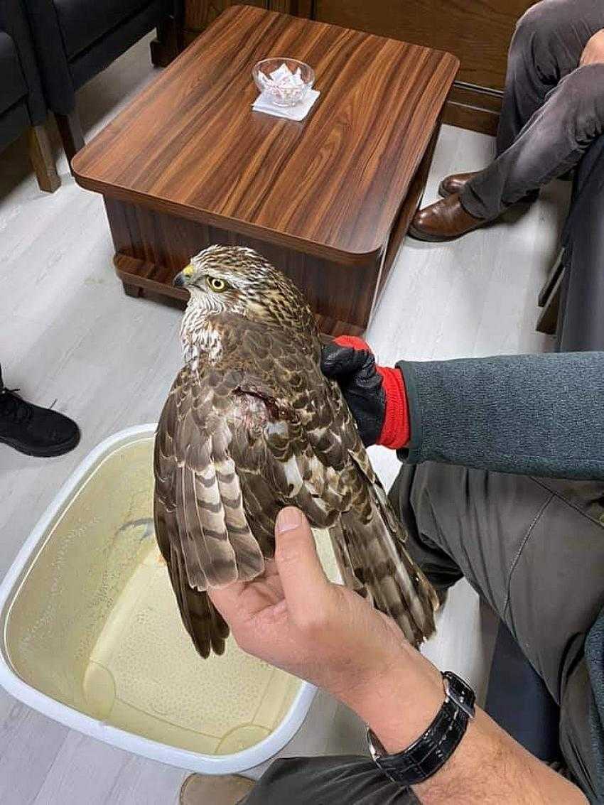 Yaralı halde bulunan atmaca tedavi altına alındı