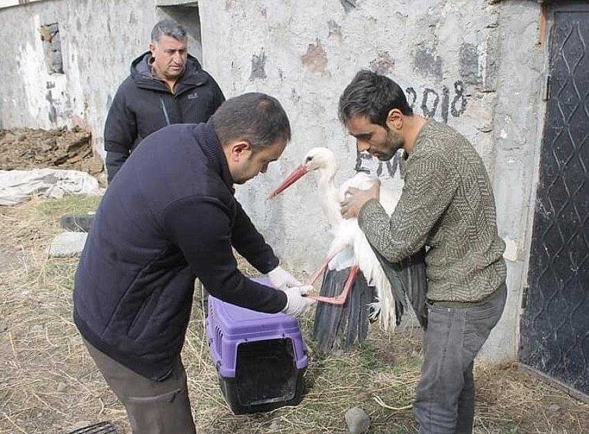 Yaralı Leylek Tedavi altında
