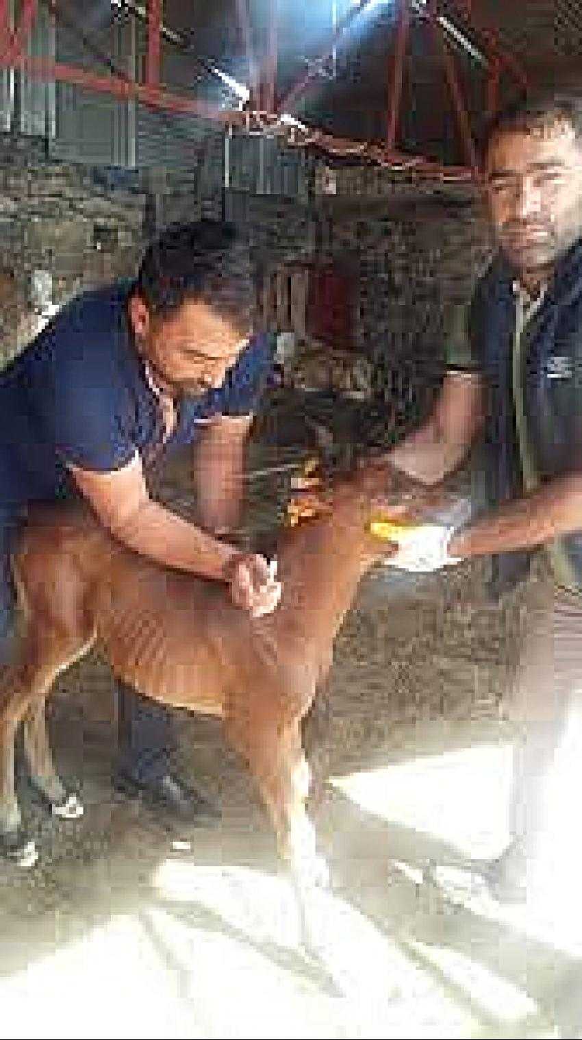 Yaralı Yavru Taya Sahip Çıktılar