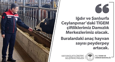 Bakan Yumaklı: Iğdır ve Ceylanpınar TİGEM Çiftlikleri Damızlık Merkezlerine Dönüşüyor
