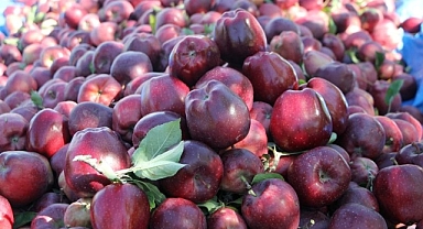 Iğdır’da Dağ Elması Hasadı Başladı