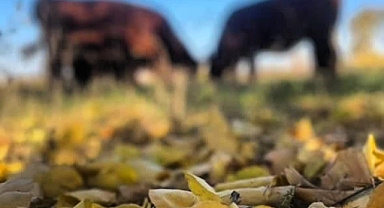 Iğdır’ın Amatör Fotoğrafçısı Asuman Taşbağ’dan Sonbaharın Hüznünü Yansıtan Bir Kare: 