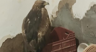 ığdır da Yaralı Kartal Kurtarıldı, Ancak Horozunu Kaybetti