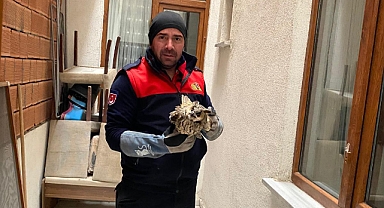 Bağlar Mahallesi’nde Havalandırma Boşluğuna Düşen Baykuş Kurtarıldı