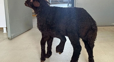 Beş Bacaklı Doğan Kuzu Başarılı Ameliyatla Sağlığına Kavuştu