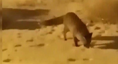 Iğdır’da Kar Çilesi: Aç Kalan Yaban Hayvanları Şehre İndi