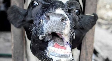 Iğdır’da Şap Hastalığı Alarmı: Karantina ve Aşılama Çalışmaları Sürüyor