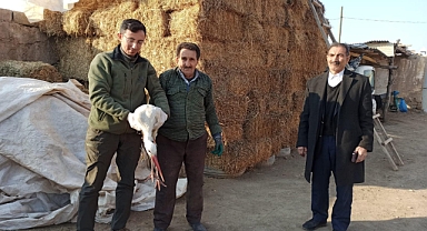 Karakoyunlu’da Bitkin Halde Bulunan Leylek Koruma Altına Alındı