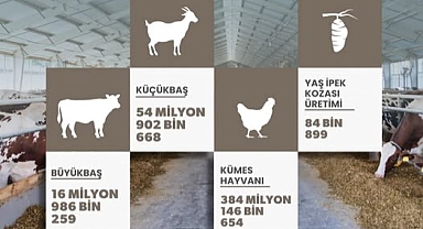 Türkiye’nin 2024 Hayvan Varlığı İstatistikleri Açıklandı