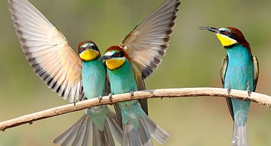 Doğanın Renkli Misafirleri: Arıkuşları Görsel Şölen Sunuyor