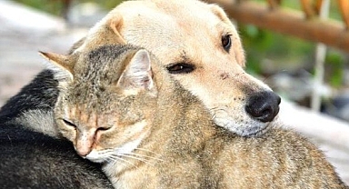 Doğu Anadolu’da Yaban Hayvanları İçin 14 Ton Yem Bırakıldı