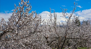 Iğdır’da Bahar: Kayısı Ağaçları Görsel Şölen Sunuyor