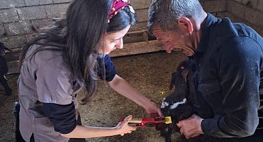 Iğdır’da Kuzular Aşılanıyor