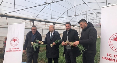 Iğdır’da Örtü Altı Yeşil Soğan Hasadı Bereketli Başladı