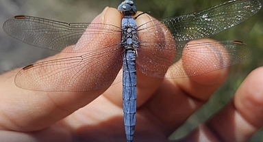 Iğdır’da yapılan kuş araştırma çalışmaları sırasında ikisi küresel çapta tehdit altında olan 38 yusufçuk türü tespit edildi.