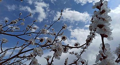 Zirai dondan etkilenen kayısıda zarar büyük