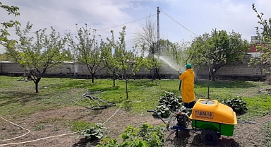 Aralık’ta Kayısı Bahçelerinde Çil Hastalığına Karşı İlk Mücadele Başladı